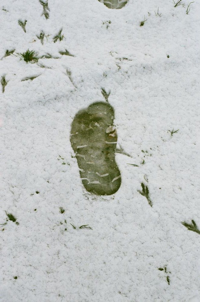 Aldous Squire - Winters Clipped wing